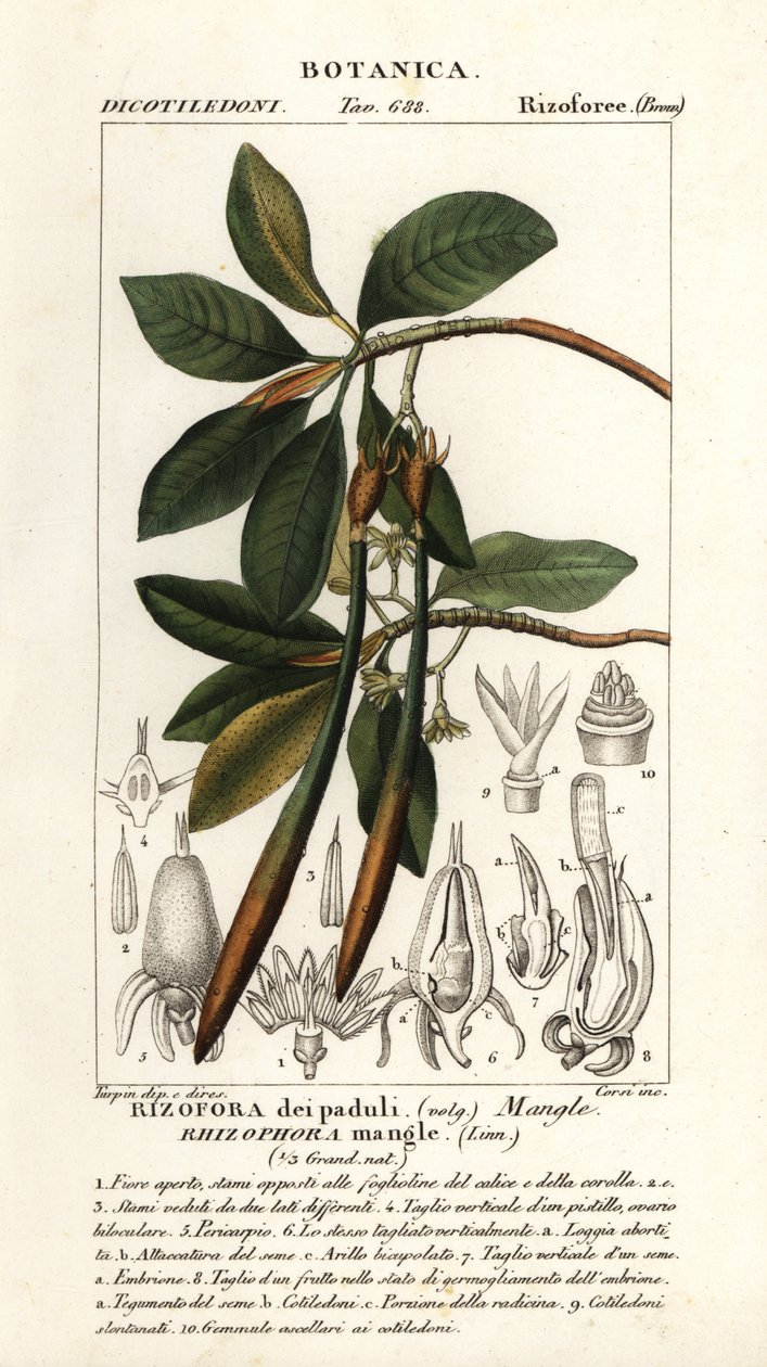Červený mangrovník, Rhizophora mangle od Stanghi Stanghi