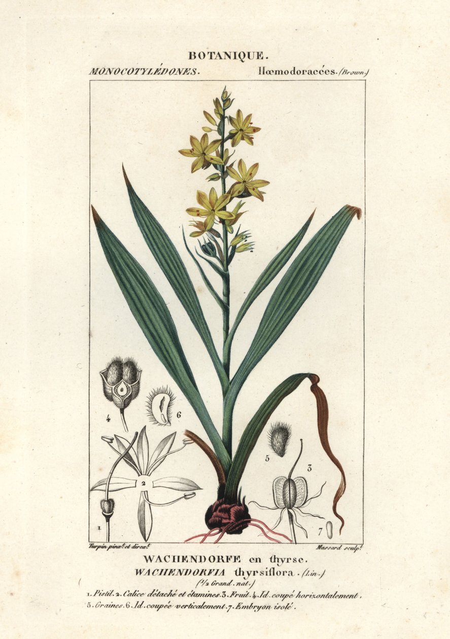 Červený kořen, Wachendorfia thyrsiflora od Stanghi Stanghi