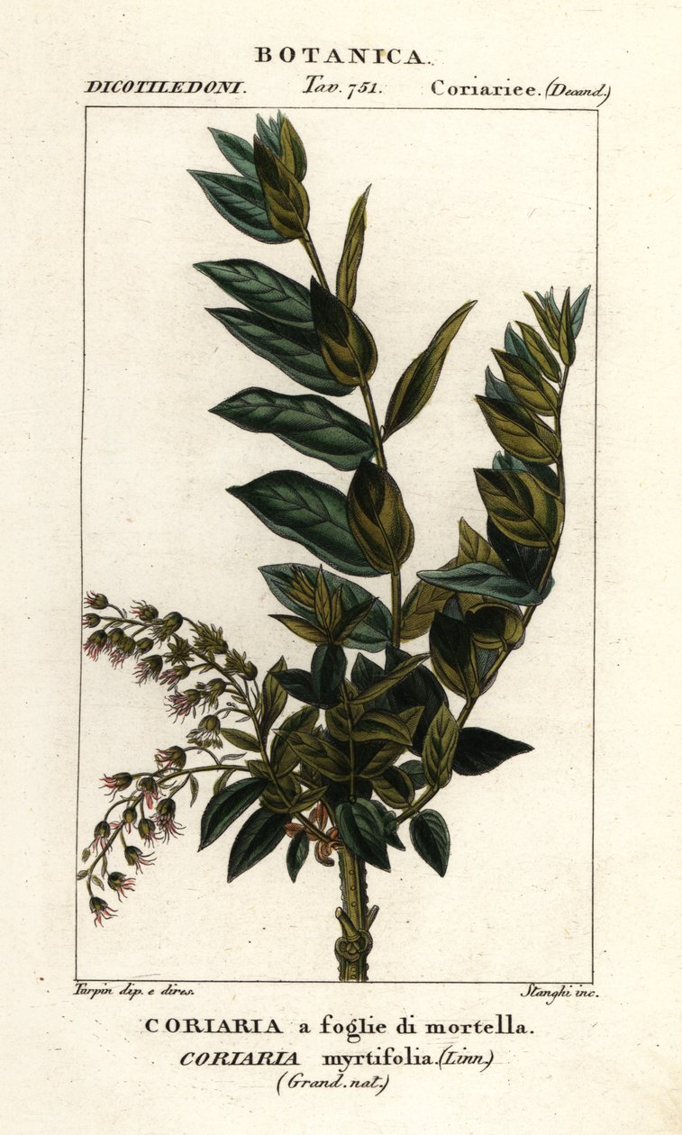 Redoul strom, Coriaria myrtifolia od Stanghi Stanghi