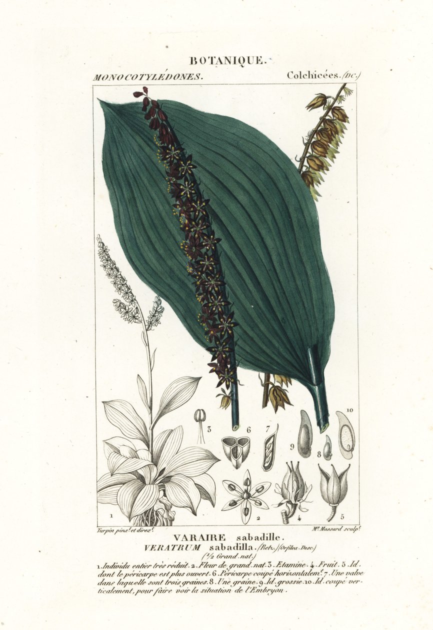 Sabadilla, Schoenocaulon officinale od Stanghi Stanghi