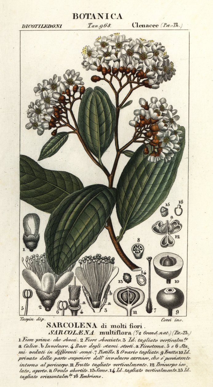 Sarcolaena multiflora od Stanghi Stanghi