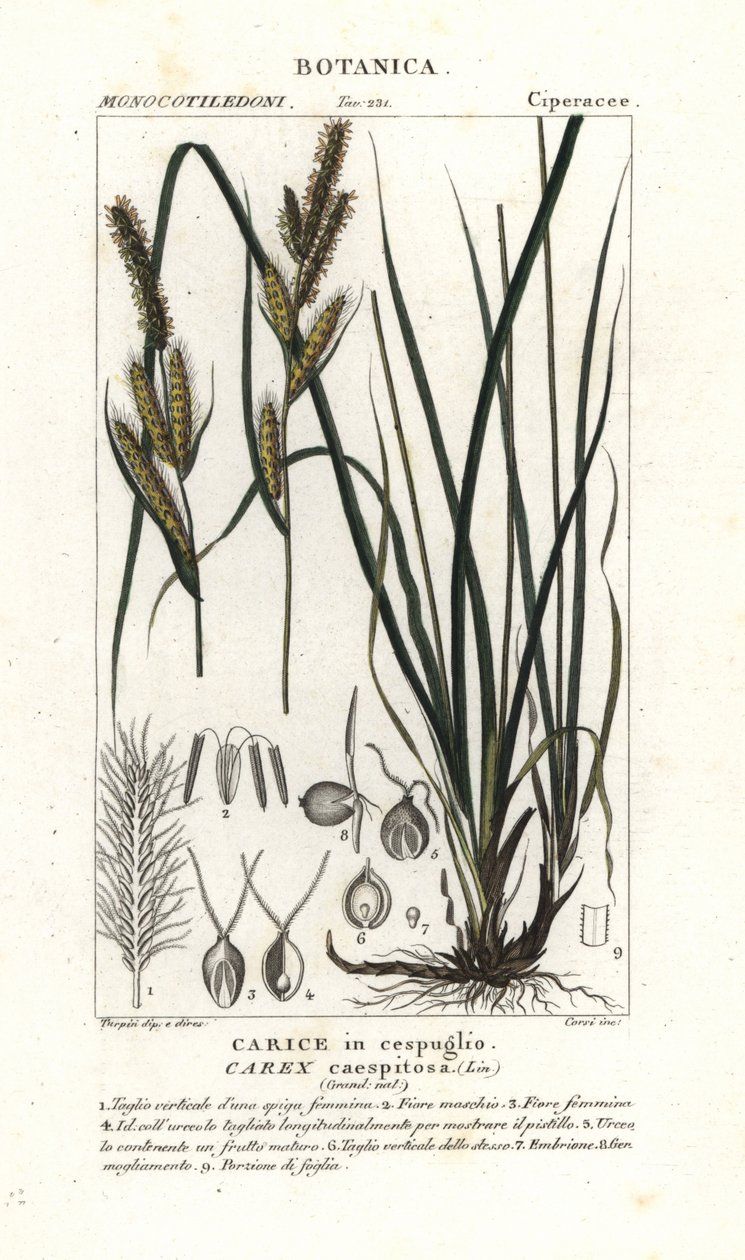 Ostřicová tráva, Carex caespitosa od Stanghi Stanghi