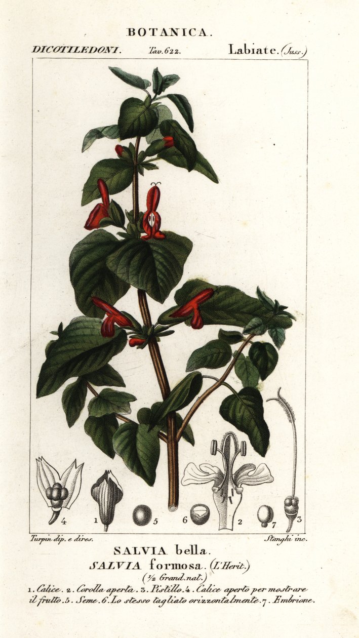 Šalvěj třapatá, Salvia formosa od Stanghi Stanghi