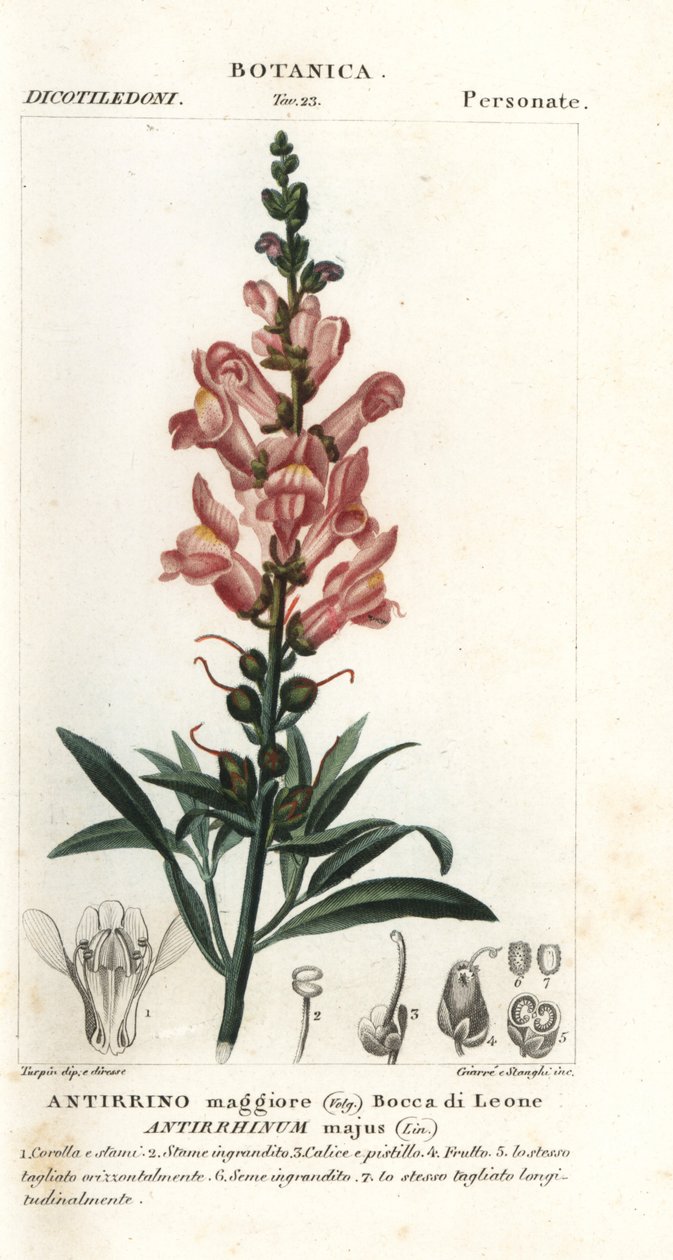 Snapdragon, Antirrhinus major od Stanghi Stanghi
