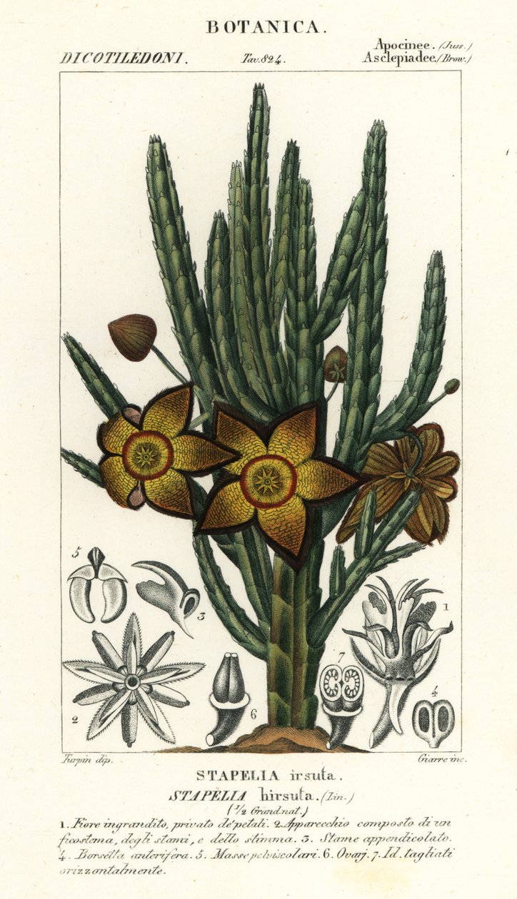Hvězdice květina nebo rostlina mršiny, Stapelia hirsuta od Stanghi Stanghi