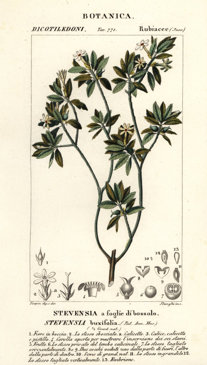 Stevensia buxifolia od Stanghi Stanghi