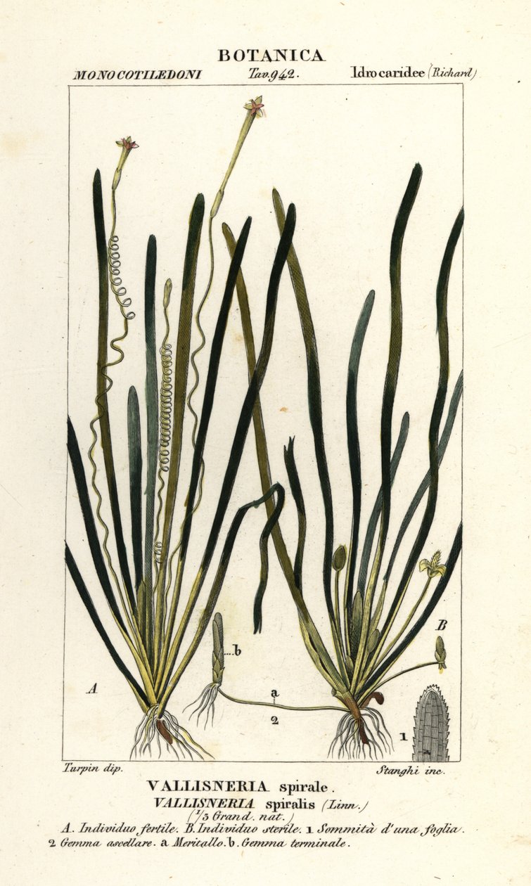 Pásková tráva nebo úhoř tráva, Vallisneria spiralis od Stanghi Stanghi