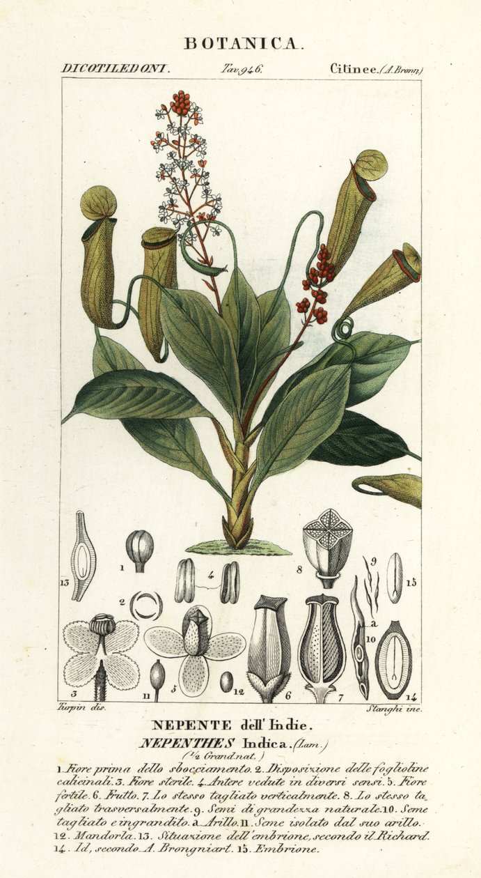 Tropická láčkovka, Nepenthes destilatoria od Stanghi Stanghi