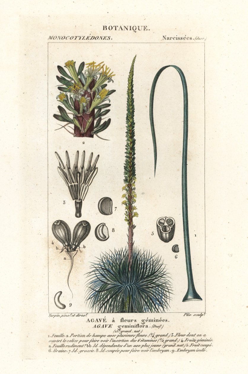 Dvoukvětá agáve, Agave geminiflora od Stanghi Stanghi