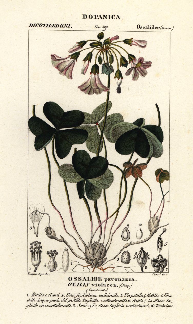 Šťovík fialový, Oxalis violacea od Stanghi Stanghi