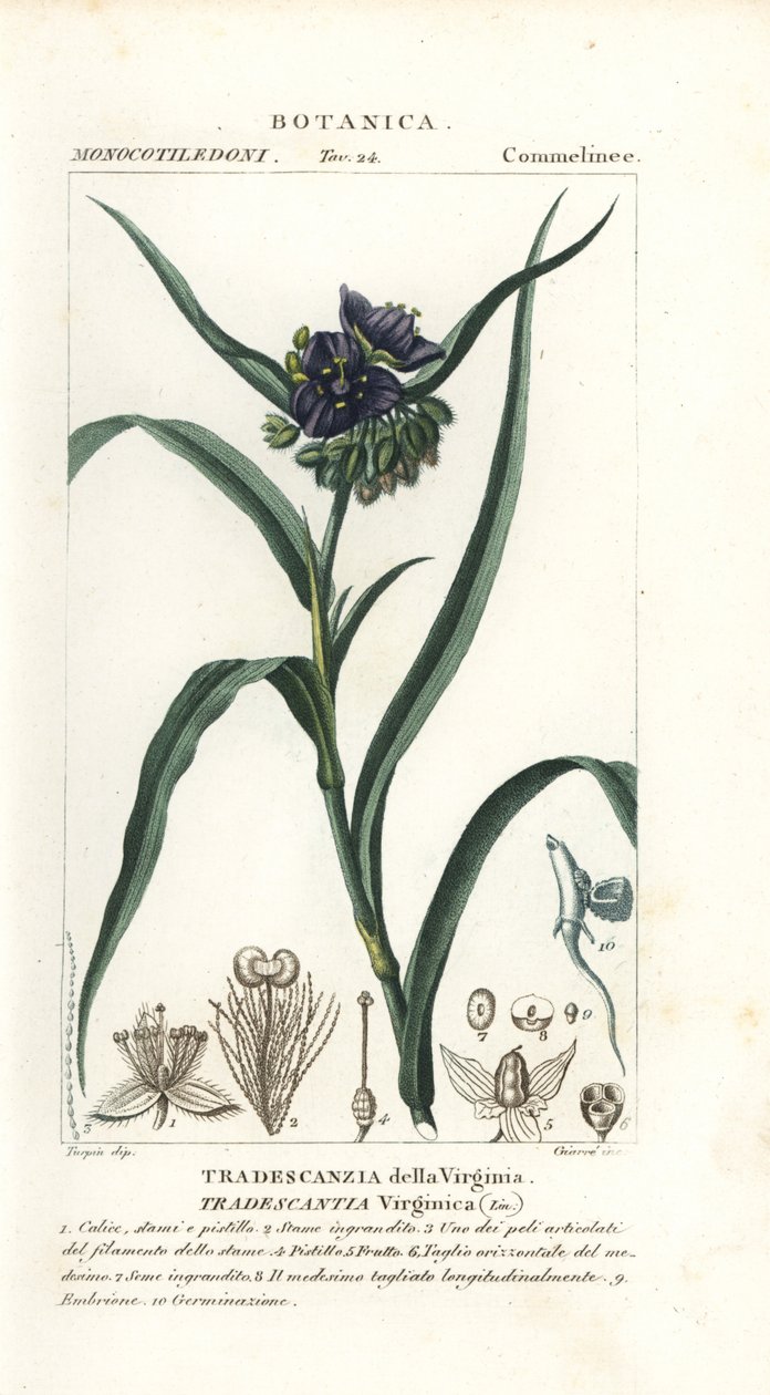 Spiderwort virginský, Tradescantia virginiana od Stanghi Stanghi