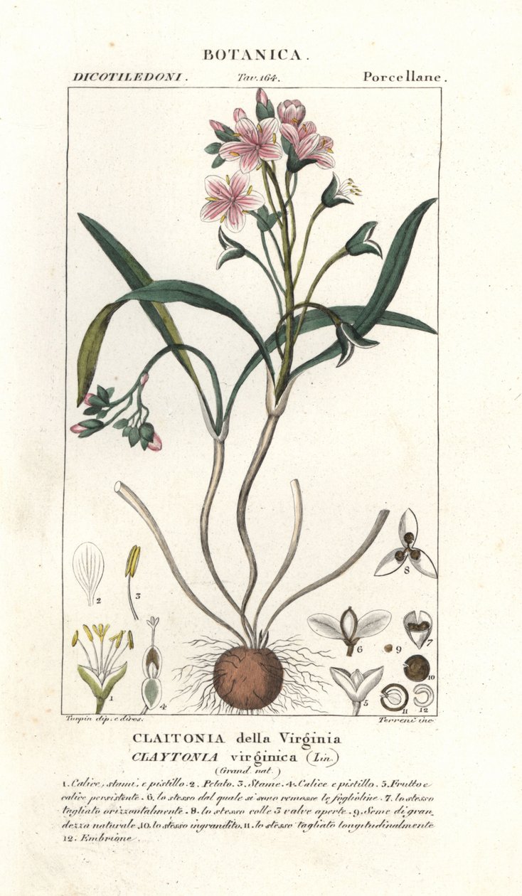 Virginia springbeauty, Claytonia virginica od Stanghi Stanghi