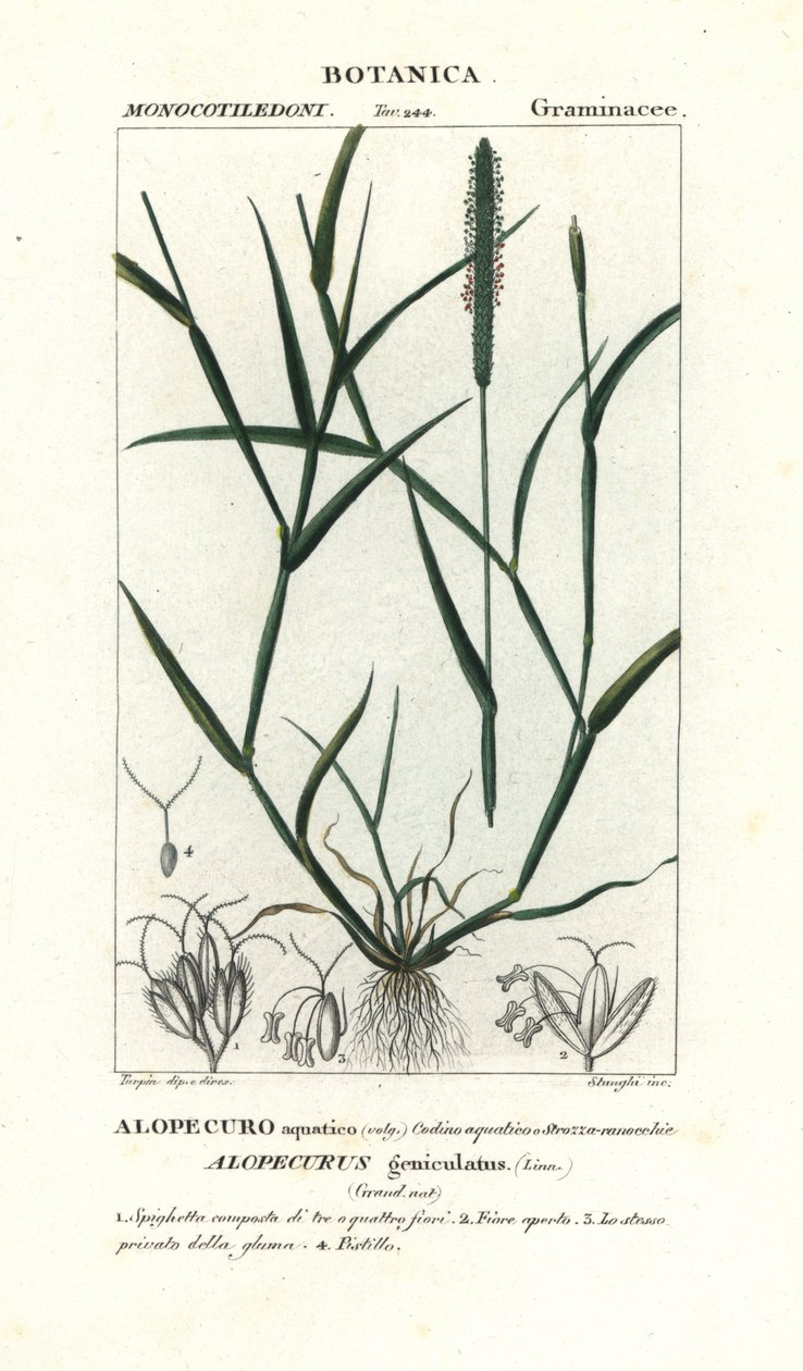 Liška vodní, Alopecurus geniculatus od Stanghi Stanghi