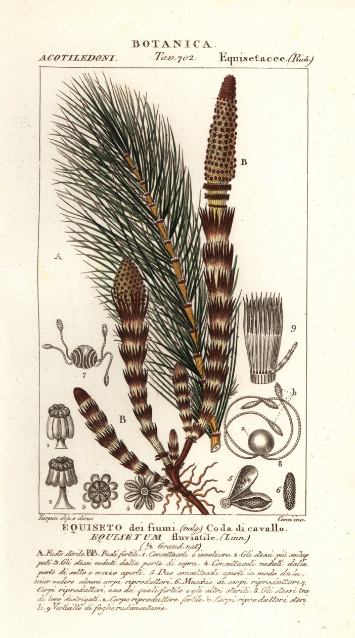 Přeslička vodní, Equisetum fluviatile od Stanghi Stanghi