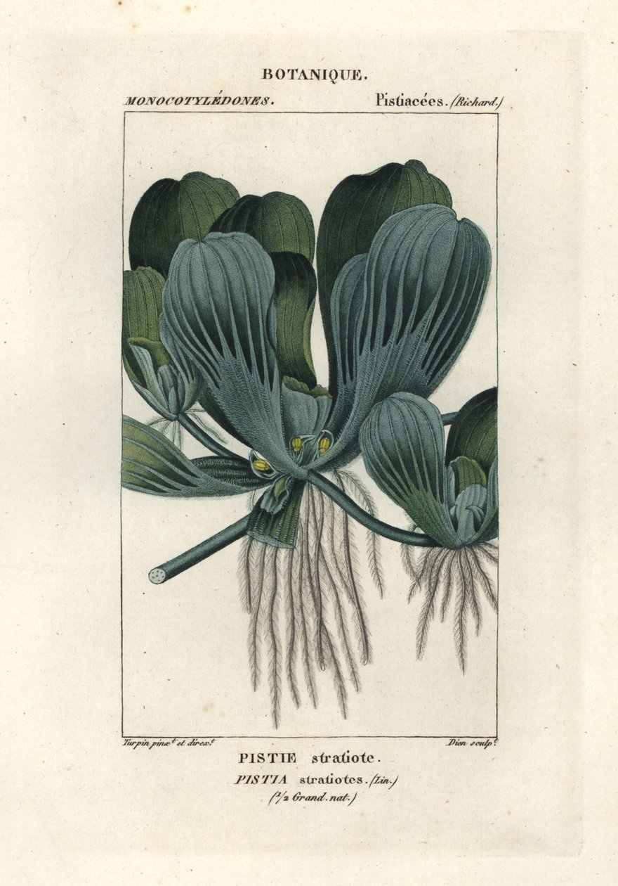 Vodní salát nebo nilské zelí, Pistia stratiotes od Stanghi Stanghi