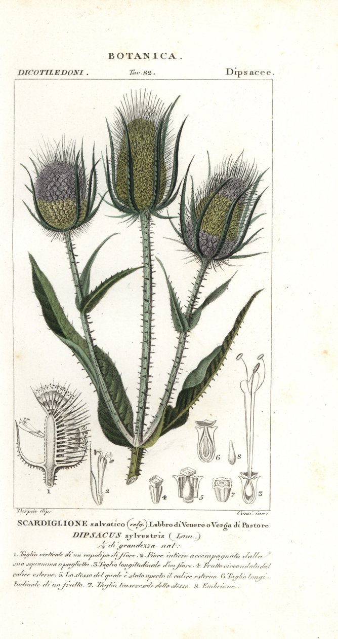 Divoký nebo fullerův, Dipsacus fullonum od Stanghi Stanghi
