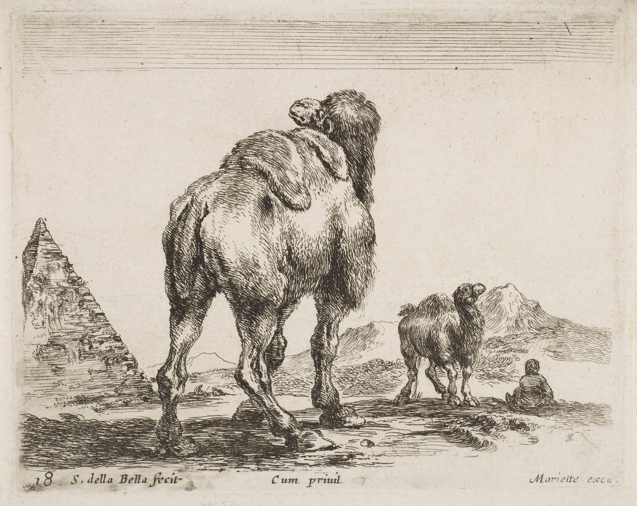 Velbloud při pohledu zezadu, hospoda. 1641 z Diversi Animali od Stefano della Bella