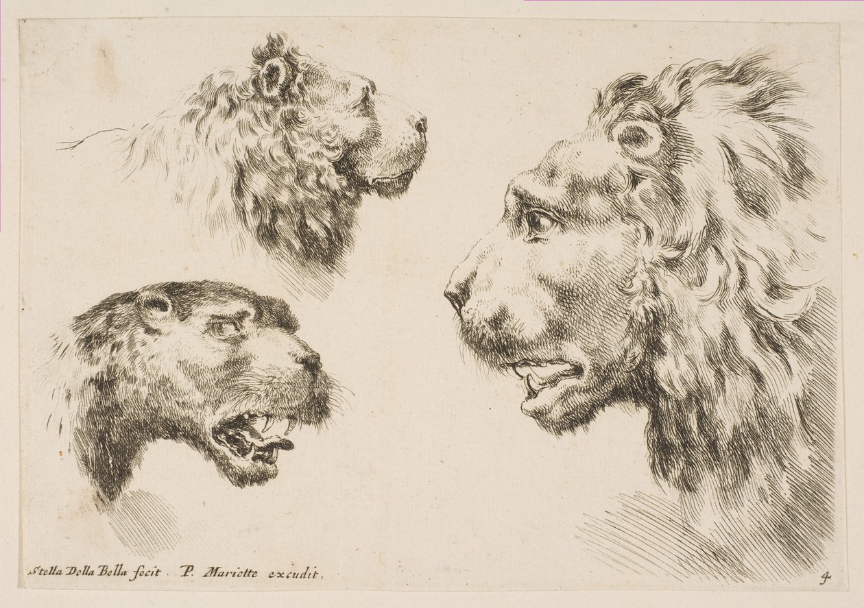 Hlavy tří lvů, ca. 1641. od Stefano della Bella