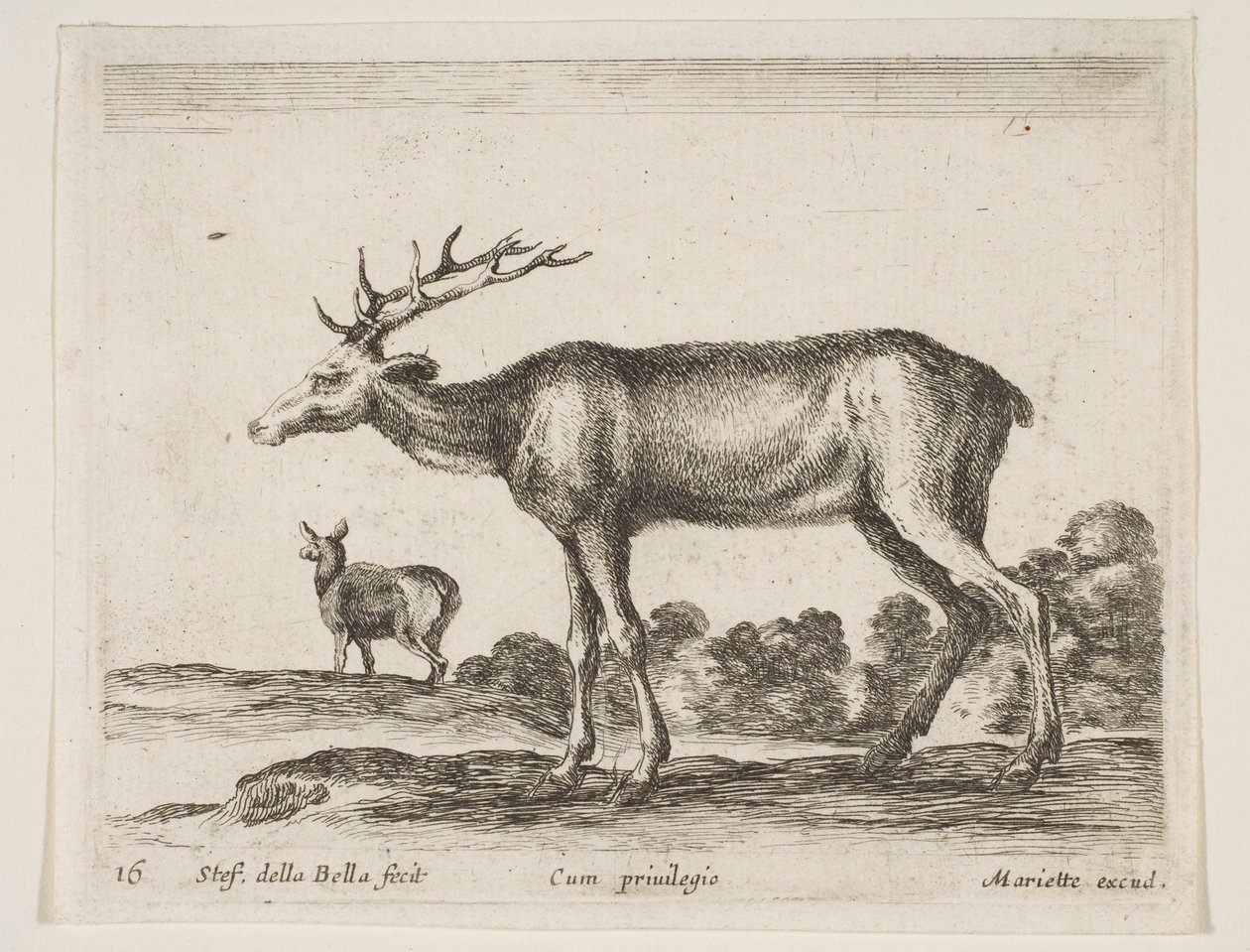 Deska 16: jelen, z Různá zvířata Diversi animali, ca. 1641. od Stefano della Bella