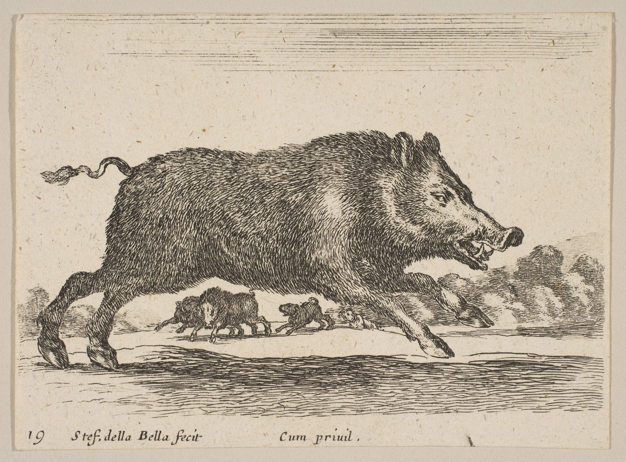 Deska 19: divočák, z Různá zvířata Diversi animali, ca. 1641. od Stefano della Bella
