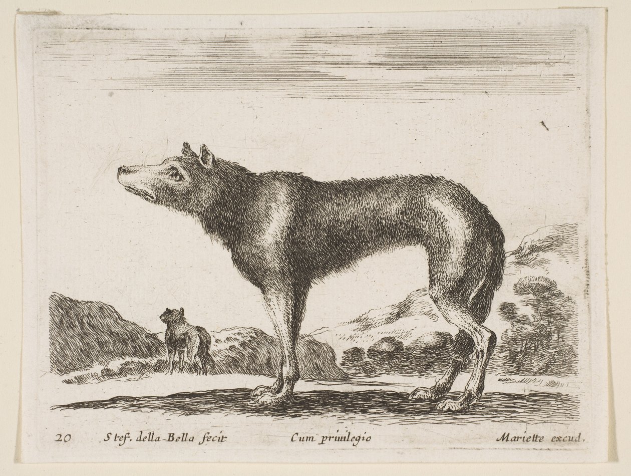 Deska 20: vlk, z Různá zvířata Diversi animali, ca. 1641. od Stefano della Bella