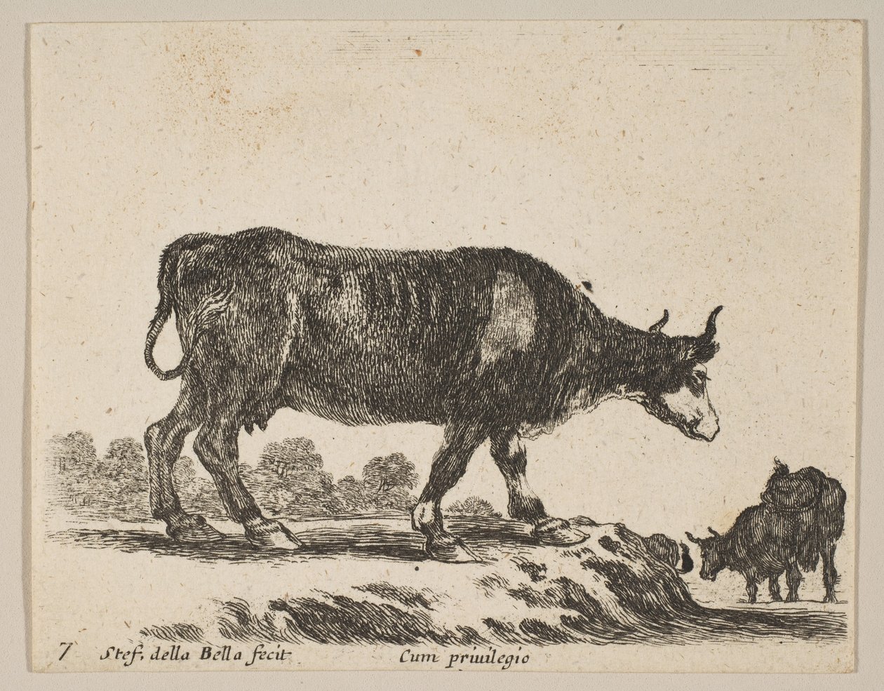 Deska 7: kráva, z Různá zvířata Diversi animali, ca. 1641. od Stefano della Bella