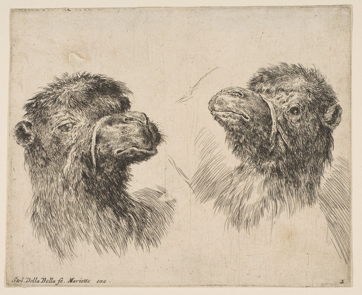 Dvě velbloudí hlavy, ca. 1641. od Stefano della Bella