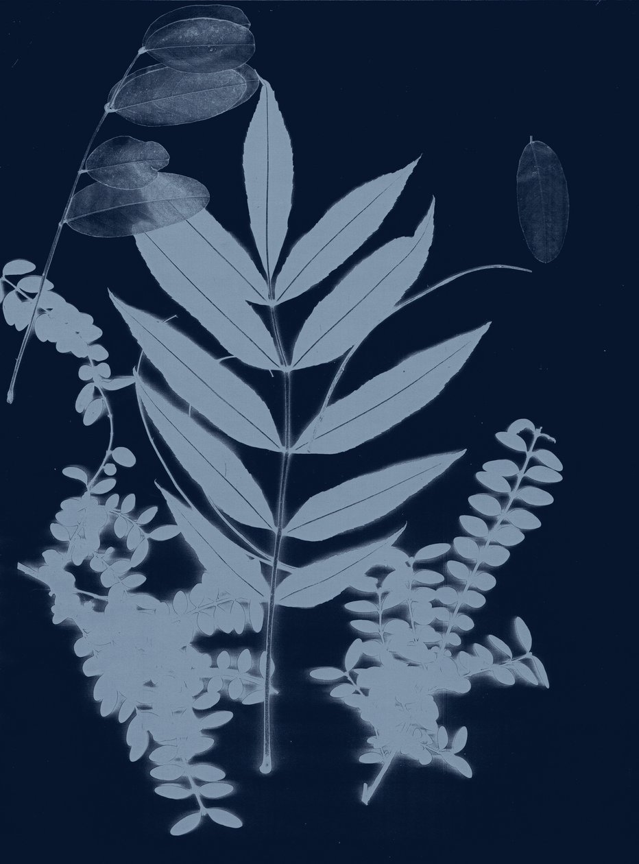 Cyan Foliage 01, 2017 (digitální) od Stephen Dow
