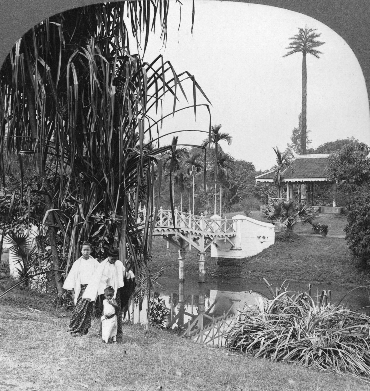 Pohled do tropických zahrad Rangúnu, Barma, 1908 od Stereo Travel Co