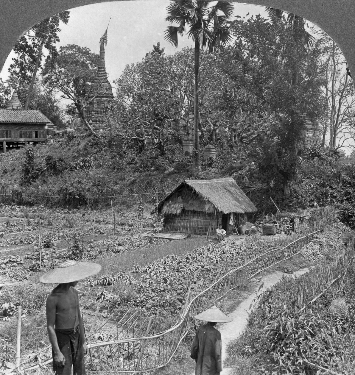 Zeleninová zahrada uprostřed pagod, Bhamo, Barma, 1908 od Stereo Travel Co