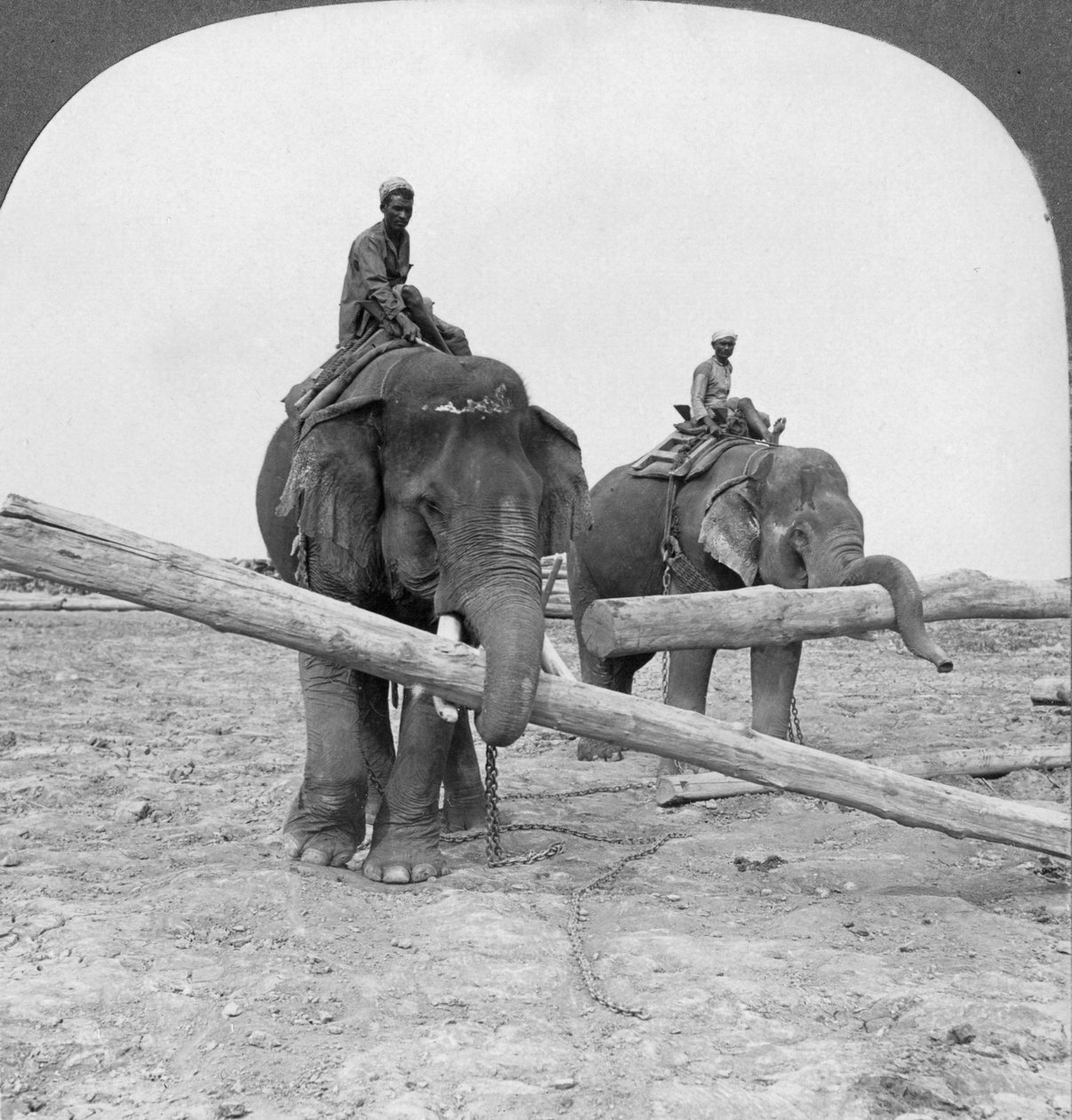 Sloni pracující na skladě řeziva, Rangún, Barma, 1908 od Stereo Travel Co