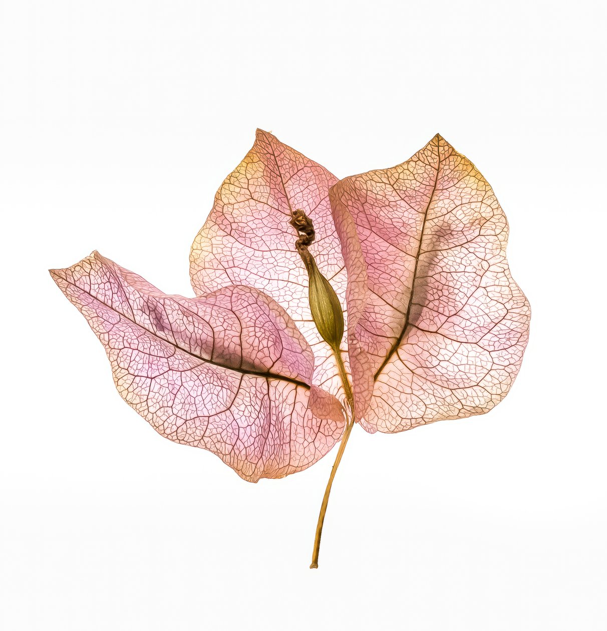 Bougainvillea Bract No. 01, 2020 (foto) od Steve Gallagher