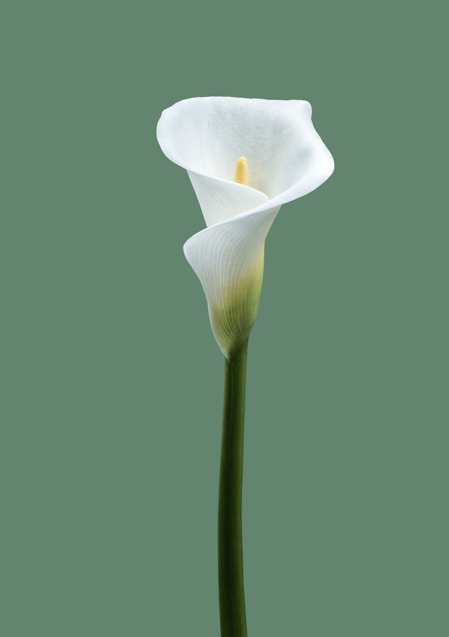 Calla Lily No. 02, 2021 (foto) od Steve Gallagher