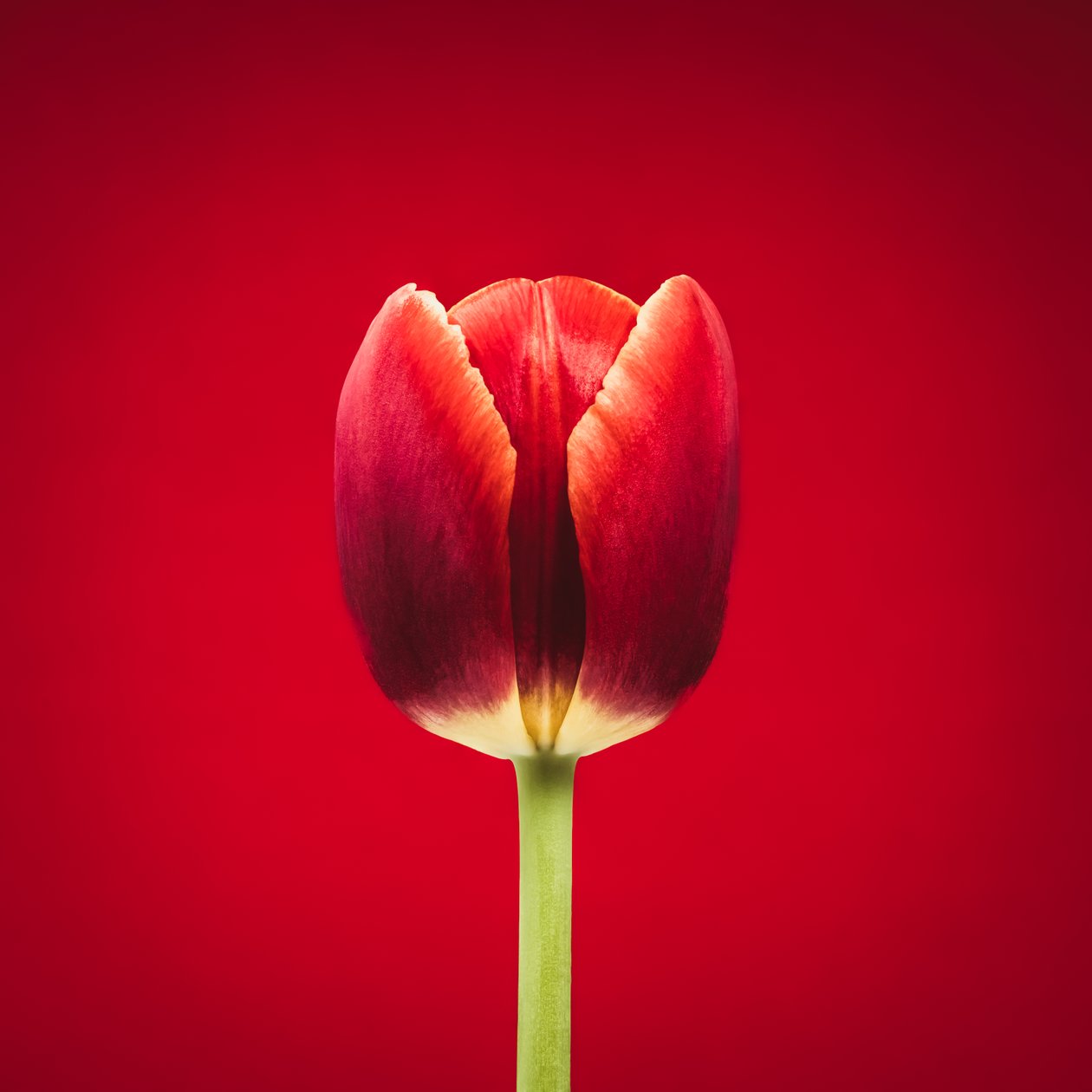 Portrét zvláštního červeného tulipánu na červeném pozadí od Steve Gallagher