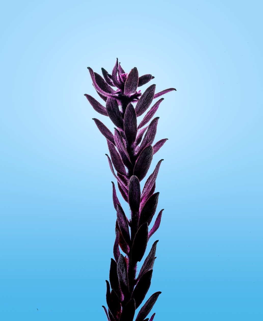 Elodea purpurová, 2021 (foto) od Steve Gallagher