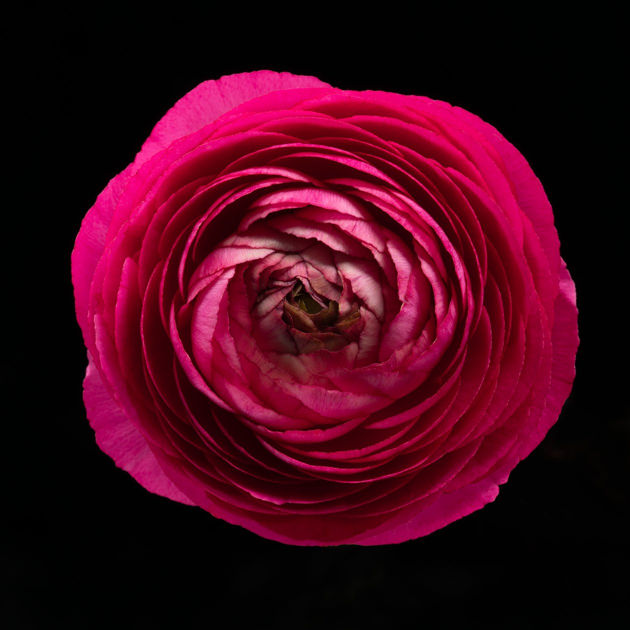 Ranunculus No. 01, 2020 (foto) od Steve Gallagher