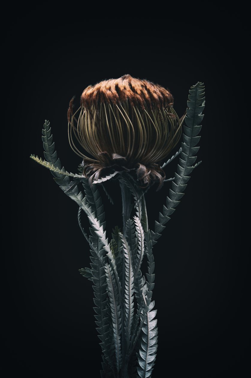 Jediná protea, 2021 (foto) od Steve Gallagher