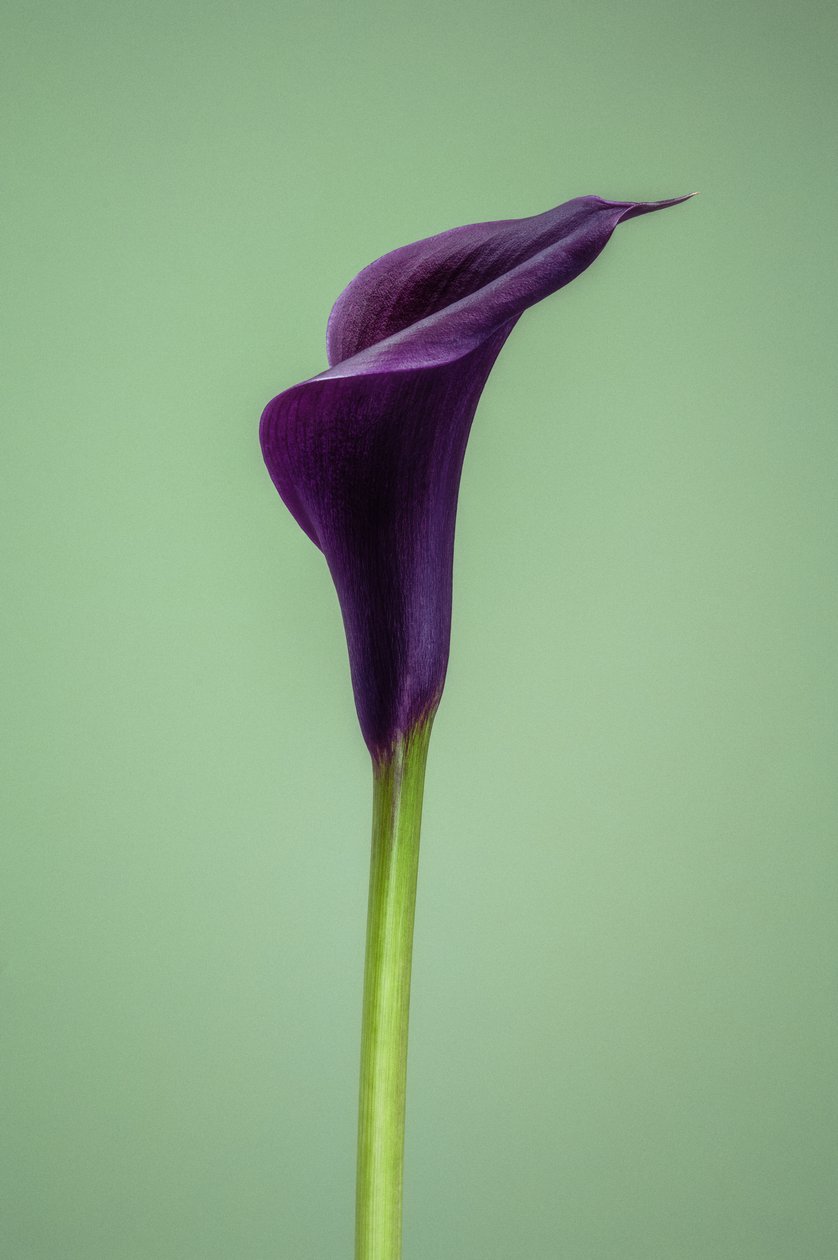 Jediná fialová lilie Calla Lily, 2021 (foto) od Steve Gallagher