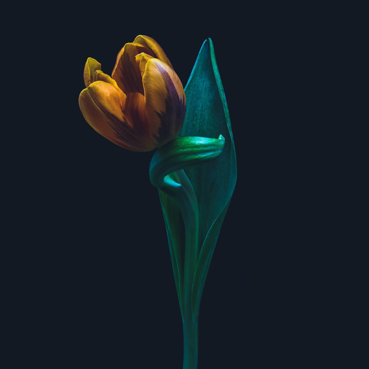 Jediný tulipán, 2022 (foto) od Steve Gallagher