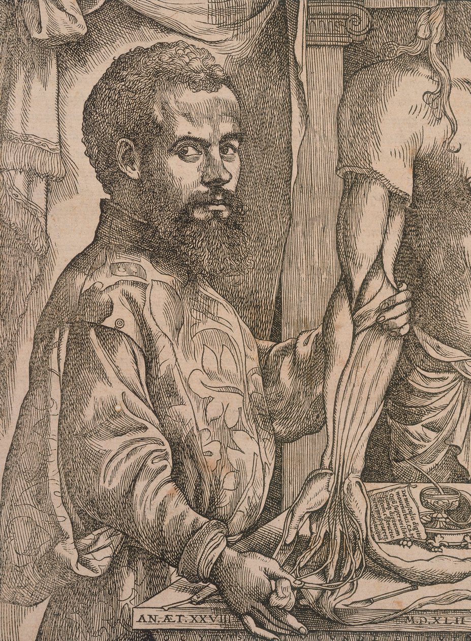 Andreas Vesalius pitvající svaly předloktí mrtvoly, 1543. od Steven van Calcar