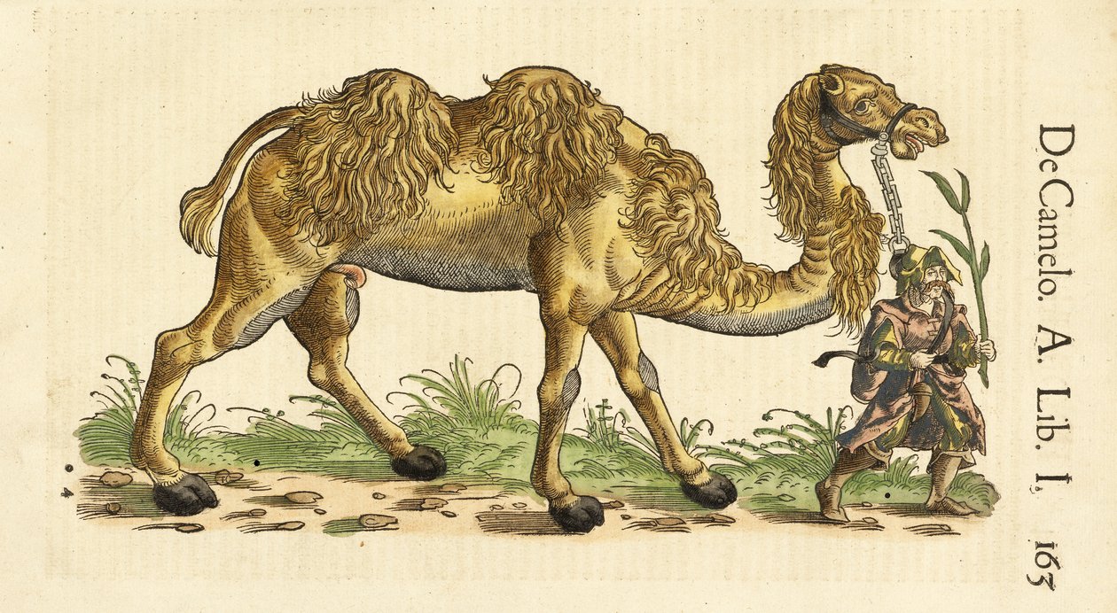 Velbloud dvouhrbý z Historiae Animalium, od Conrada Gessnera (1516 - 1565), c. 1551-58 (ručně kolorovaný dřevoryt) od Swiss School