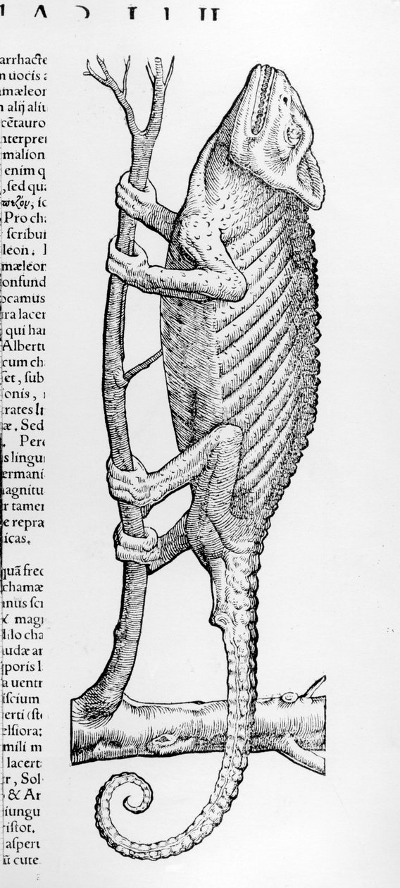 Chameleon, ilustrace z „Historiae animalium liber II: De quadrupedibus Oviparis“ od Conrada Gesnera, vydáno 1554 od Swiss School