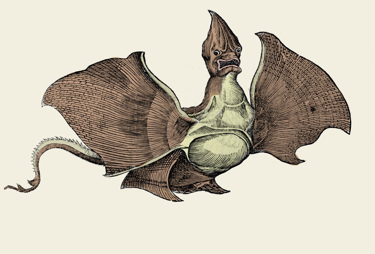 Fantastická mořská příšera, ilustrace z 