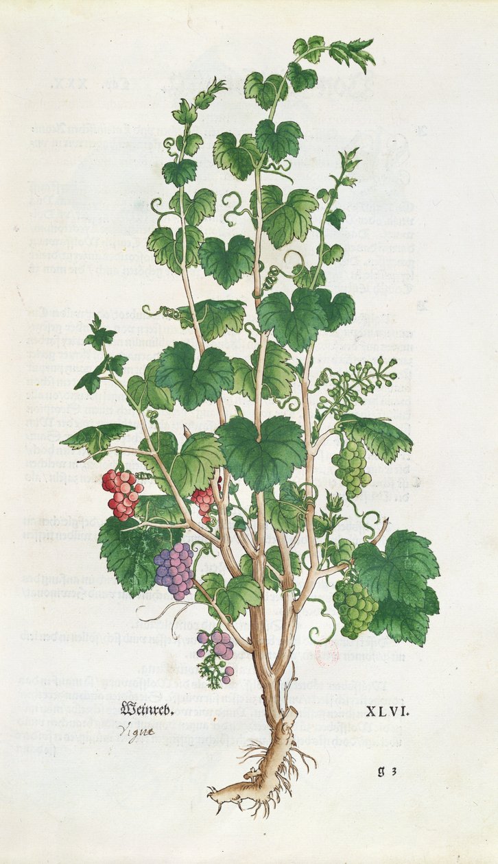 Botanická deska vinné révy (Vitis Vinifera) z De Historia Stirpium od Leonarda Fuchse (1501-66) 1543 od Swiss School