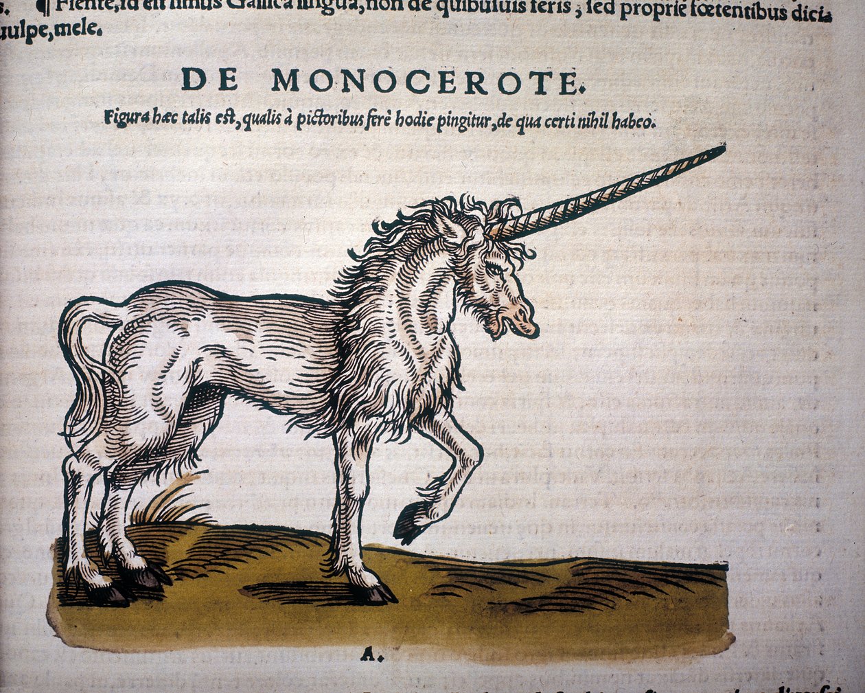 Jednorožec, ilustrace z 