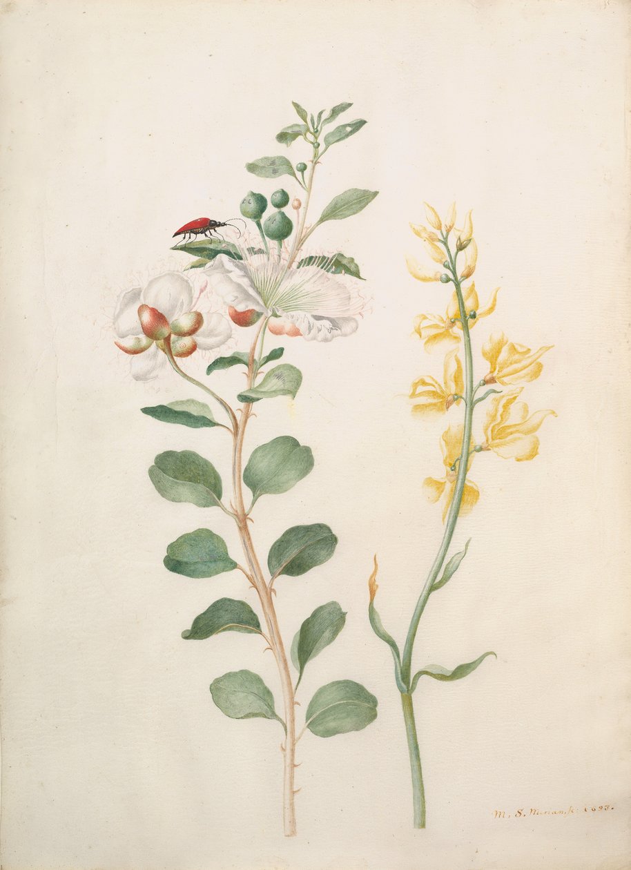 Studie kapary, kaprů a brouka, 1693. od Sybilla Merian