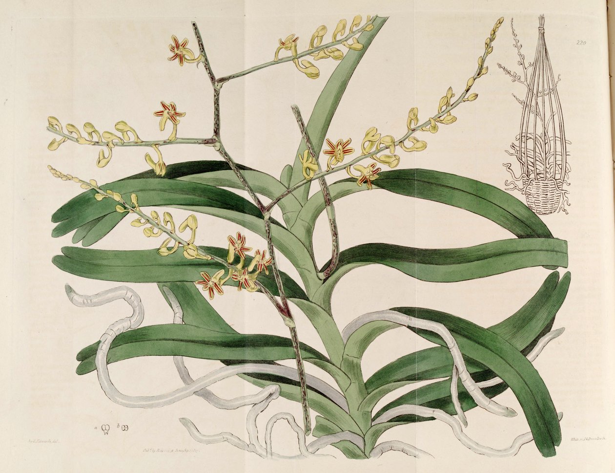 Ilustrace Cleisostoma paniculatum (jako syn. Aerides paniculata) od Sydenham Teast Edwards