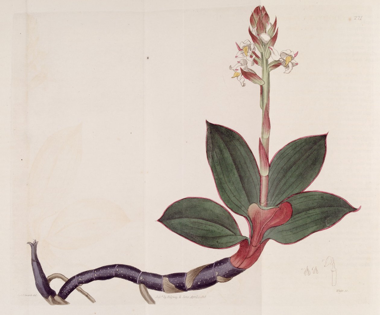 Ilustrace Ludisia discolor (jako syn. Goodyera discolor) od Sydenham Teast Edwards