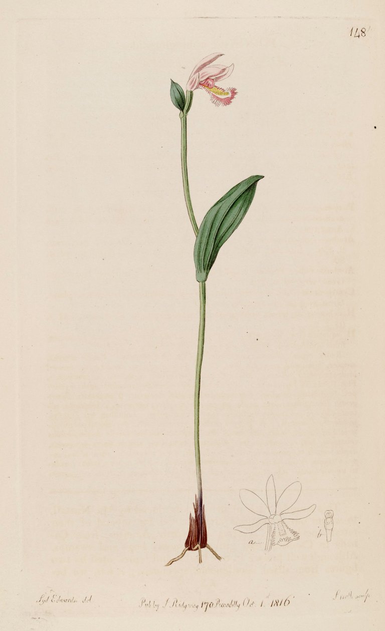 Ilustrace Pogonia ophioglossoides od Sydenham Teast Edwards