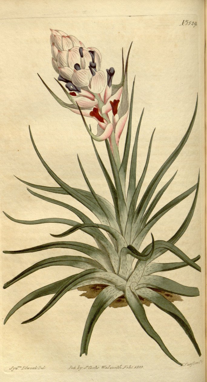Ilustrace Tillandsia stricta od Sydenham Teast Edwards